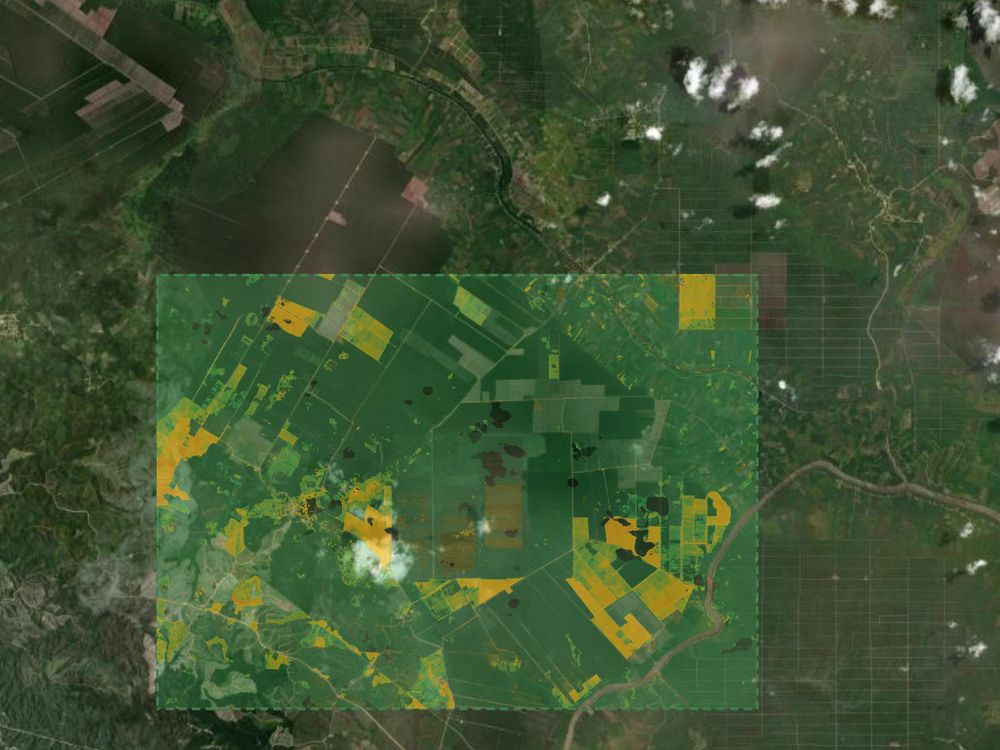 Vegetation stress zones over a Riau plantation landscape.